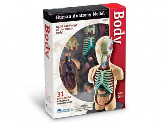 LER3336 Конструктор "Анатомия человека. Тело" (31 элемент)